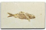 Bargain, Fossil Fish (Knightia) - Wyoming #345443-1
